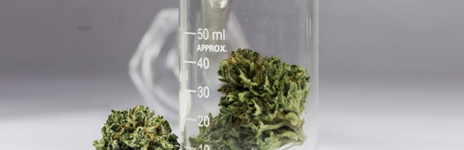 Cannabis Science