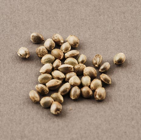 Seeds