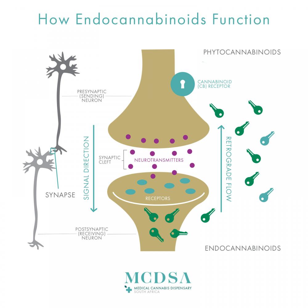 Cannabis science endocannabinoid function