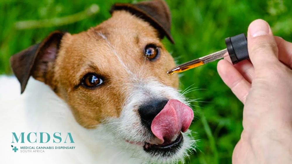 Cannabis oil is safe for pets