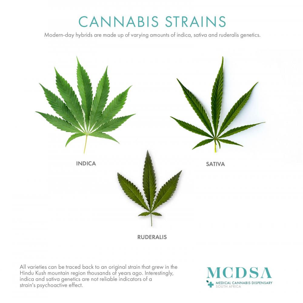Indica, sativa, ruderalis and hybrid strains