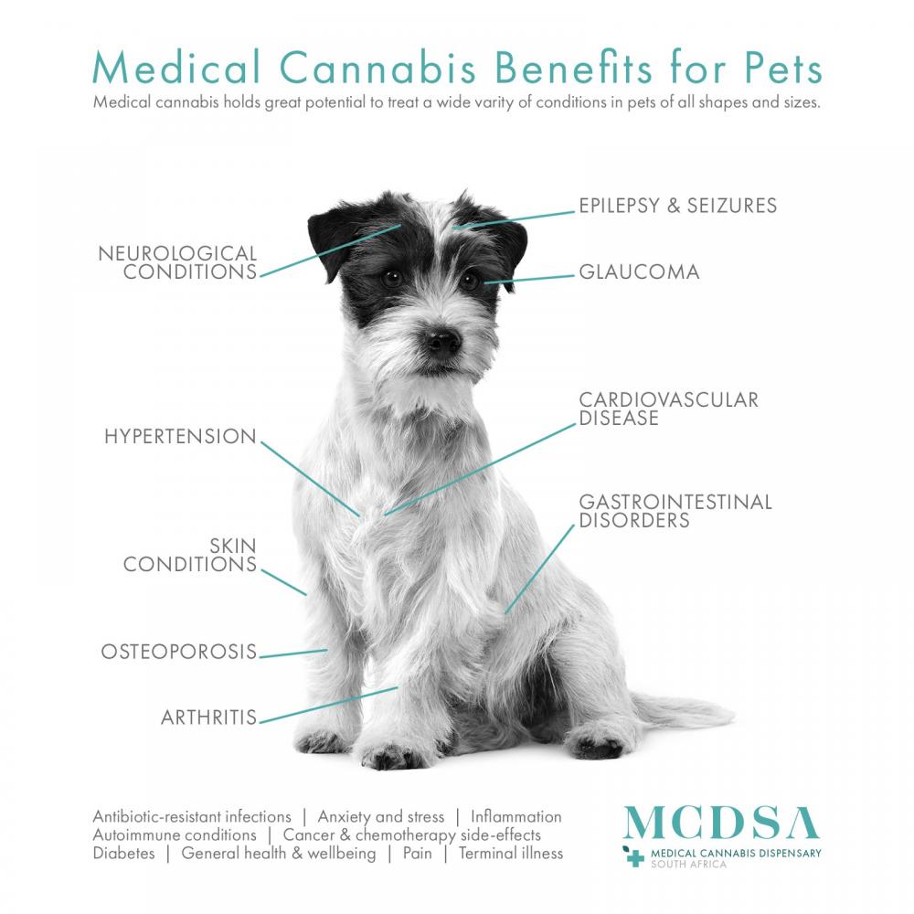 Medical cannabis benefits many pet ailments