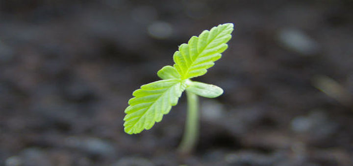 Cannabis Seedling